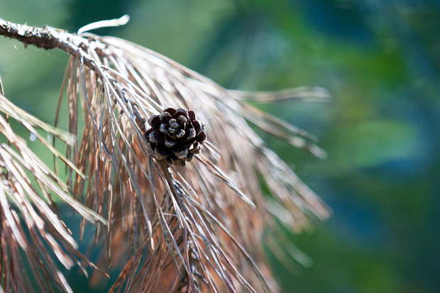 FF_fotografie_Duinen_LoonOpZand_herfst_15