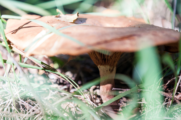 FF_fotografie_Duinen_LoonOpZand_herfst_16