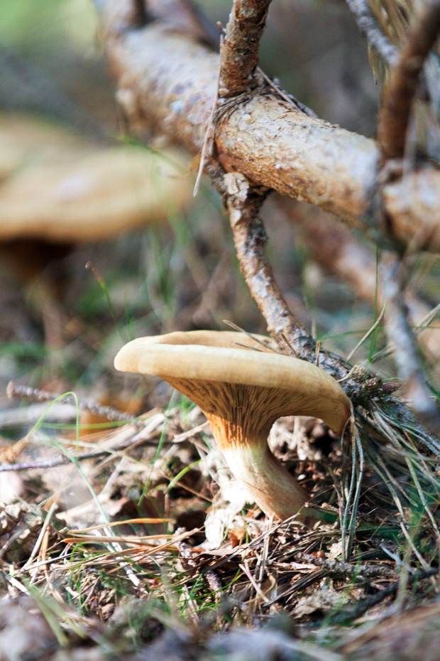 FF_fotografie_Duinen_LoonOpZand_herfst_17