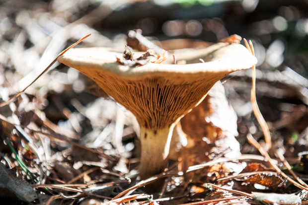 FF_fotografie_Duinen_LoonOpZand_herfst_18