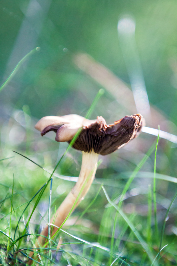 FF_fotografie_Duinen_LoonOpZand_herfst_19
