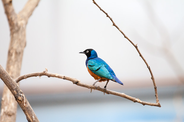 FF_fotografie_dierentuin_Rotterdam_blijdorp_zoo_08