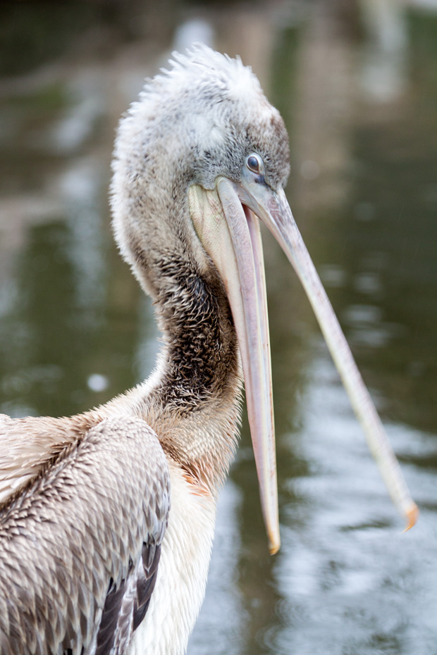FF_fotografie_dierentuin_Rotterdam_blijdorp_zoo_19
