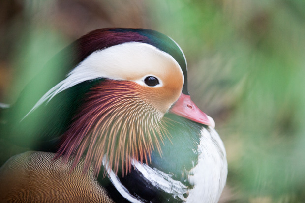 FF_fotografie_dierentuin_Rotterdam_blijdorp_zoo_22