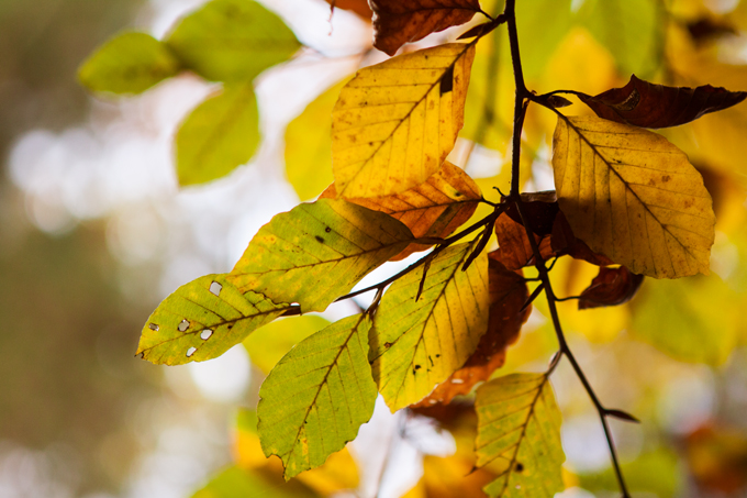FF_fotografie_herfst_Tilburg_wandelbos_03