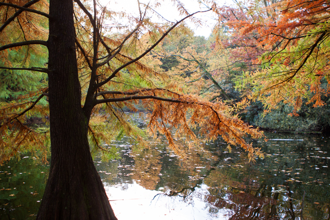 FF_fotografie_herfst_Tilburg_wandelbos_05