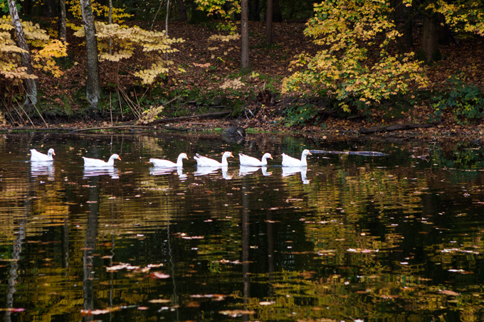 FF_fotografie_herfst_Tilburg_wandelbos_06