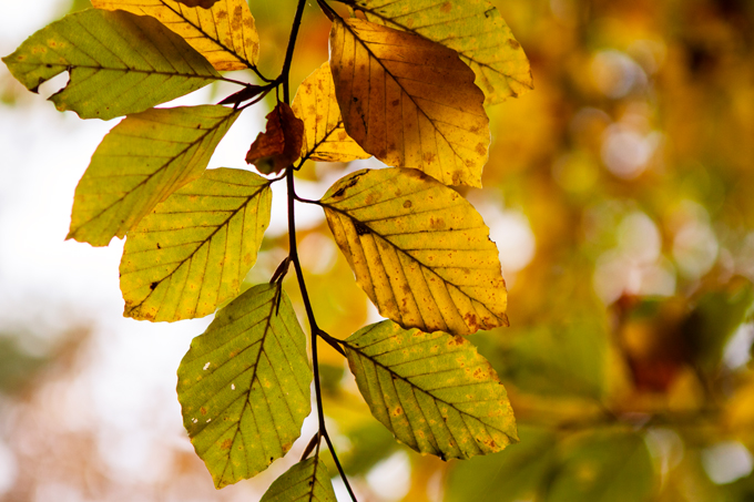FF_fotografie_herfst_Tilburg_wandelbos_08