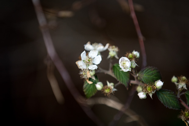 FF_fotografie_winter_sneeuw_Canon6D_07