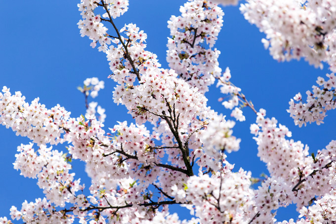 FF_fotografie_bloesem_2016_blossom_15