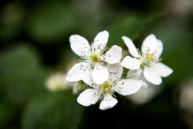 FF_fotografie_koeien-bloemen-brabant_Kampina_Oisterwijk_06