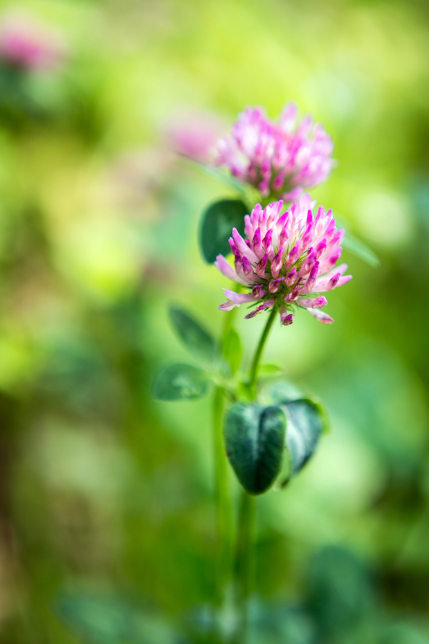 FF_fotografie_koeien-bloemen-brabant_Kampina_Oisterwijk_07