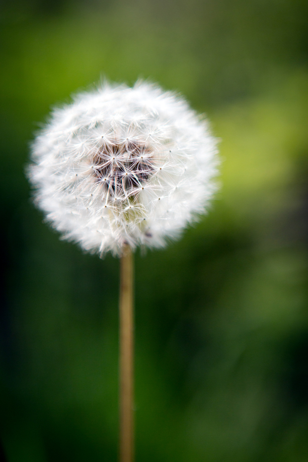 FF_fotografie_koeien-bloemen-brabant_Kampina_Oisterwijk_08