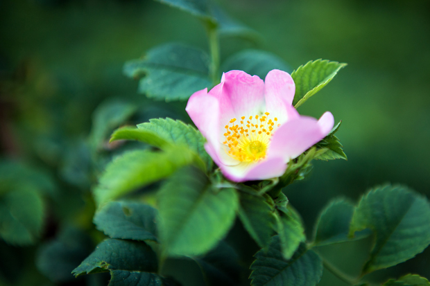 FF_fotografie_koeien-bloemen-brabant_Kampina_Oisterwijk_11