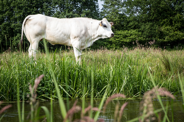 FF_fotografie_koeien-bloemen-brabant_Kampina_Oisterwijk_14