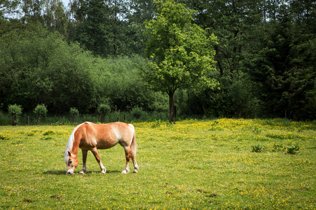 FF_fotografie_natuur_brabant_Kampina_Oisterwijk_04