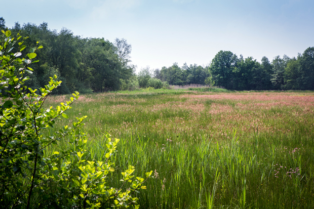 FF_fotografie_natuur_brabant_Kampina_Oisterwijk_05