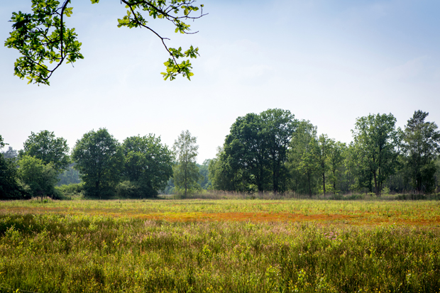 FF_fotografie_natuur_brabant_Kampina_Oisterwijk_06
