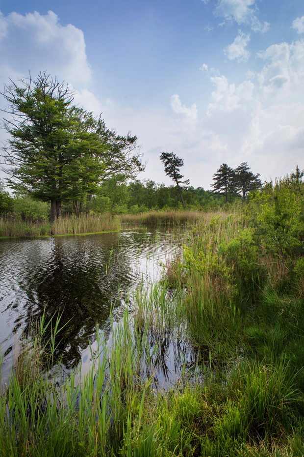 FF_fotografie_natuur_brabant_Kampina_Oisterwijk_08