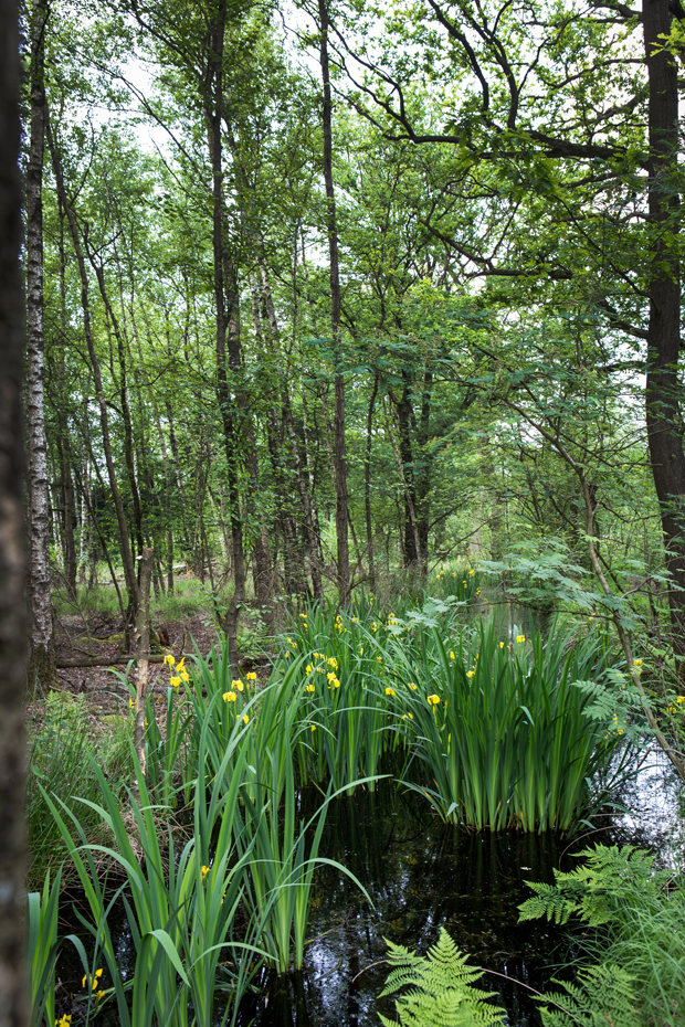 FF_fotografie_natuur_brabant_Kampina_Oisterwijk_10