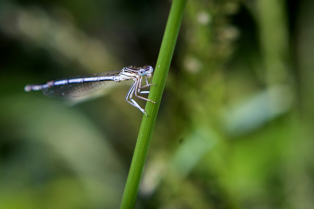 FF_fotografie_natuur_brabant_Kampina_Oisterwijk_11