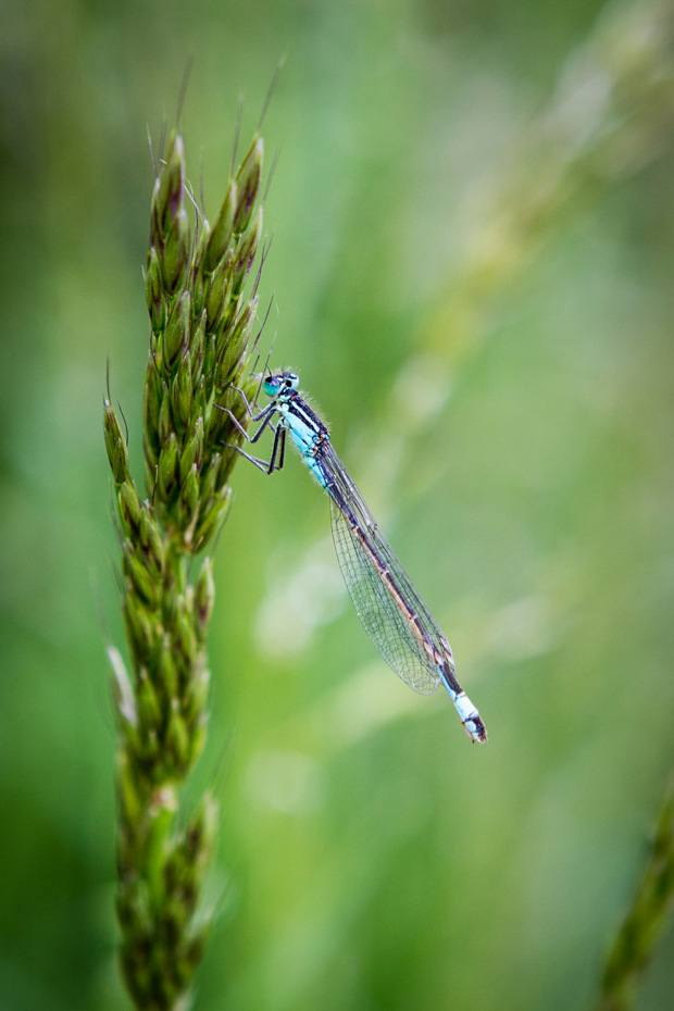 FF_fotografie_natuur_brabant_Kampina_Oisterwijk_12