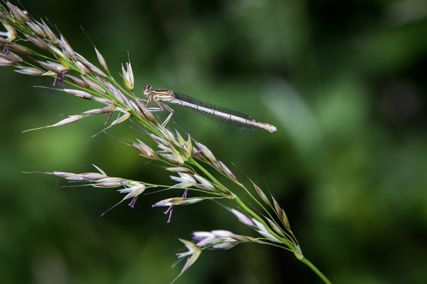 FF_fotografie_natuur_brabant_Kampina_Oisterwijk_13