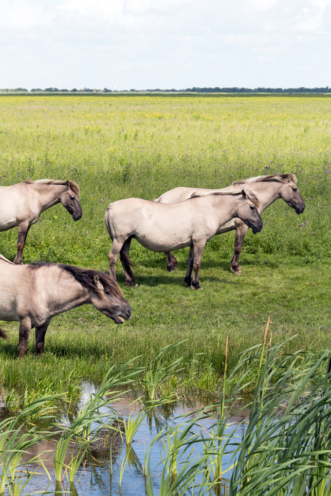 wilde paarden fotograferen Oostvaardersplassen