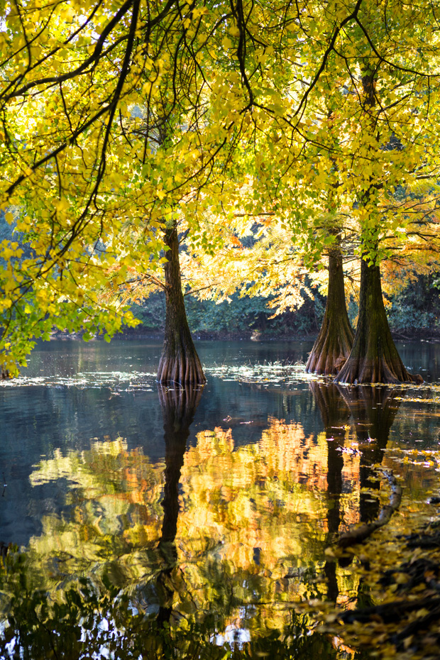 ff_herfst-2016-fotografie_wandelbos_tilburg_01