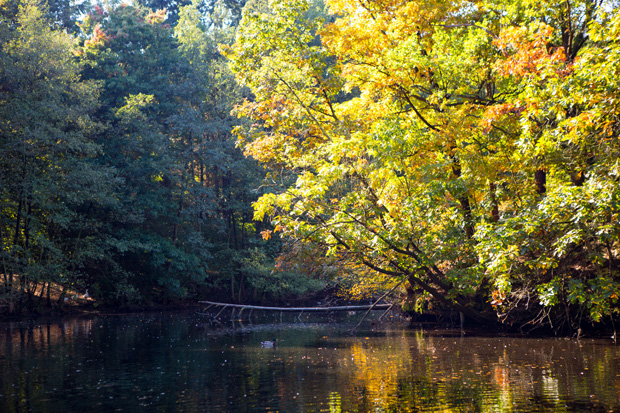 ff_herfst-2016-fotografie_wandelbos_tilburg_03