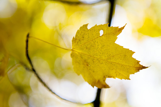 ff_herfst-2016-fotografie_wandelbos_tilburg_04