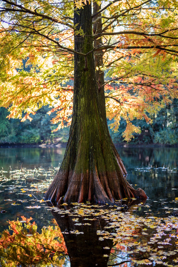 ff_herfst-2016-fotografie_wandelbos_tilburg_05