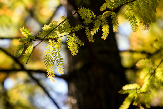 ff_herfst-2016-fotografie_wandelbos_tilburg_07