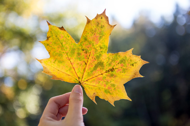 ff_herfst-2016-fotografie_wandelbos_tilburg_09