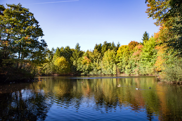 ff_herfst-2016-fotografie_wandelbos_tilburg_11