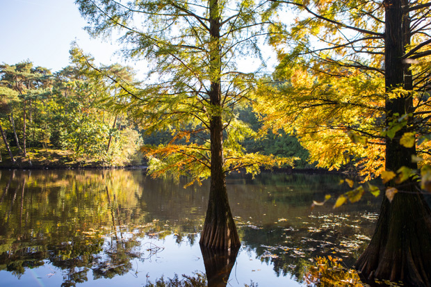 ff_herfst-2016-fotografie_wandelbos_tilburg_12