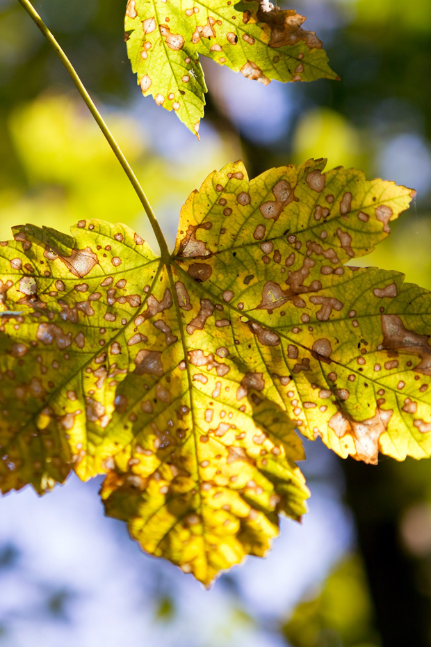 ff_herfst-2016-fotografie_wandelbos_tilburg_13