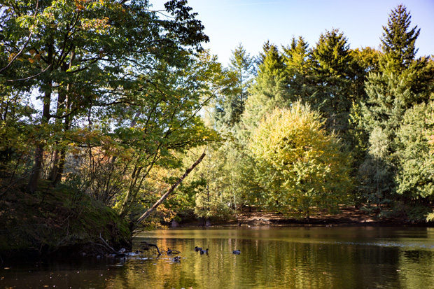 ff_herfst-2016-fotografie_wandelbos_tilburg_14