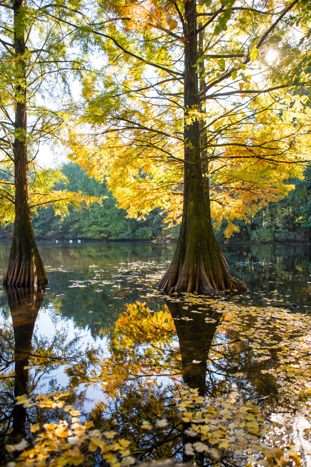 ff_herfst-2016-fotografie_wandelbos_tilburg_15