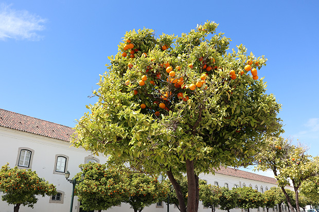 FF_Faro_Portugal_fotografie_Canon_EOSM5_citytrip_01