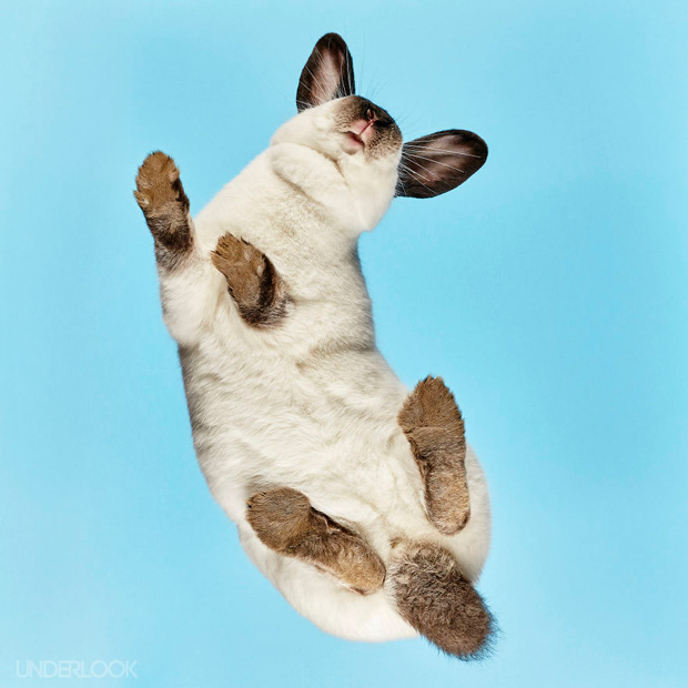 FF_inspiratie_fotografie_dieren_van-onderen_01