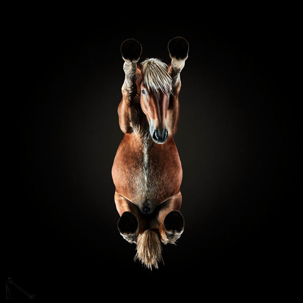 FF_inspiratie_fotografie_dieren_van-onderen_02