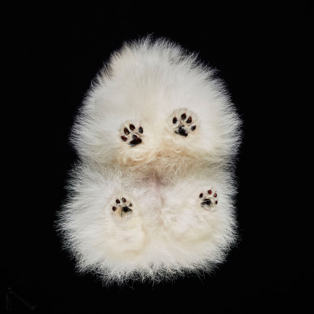 FF_inspiratie_fotografie_dieren_van-onderen_03