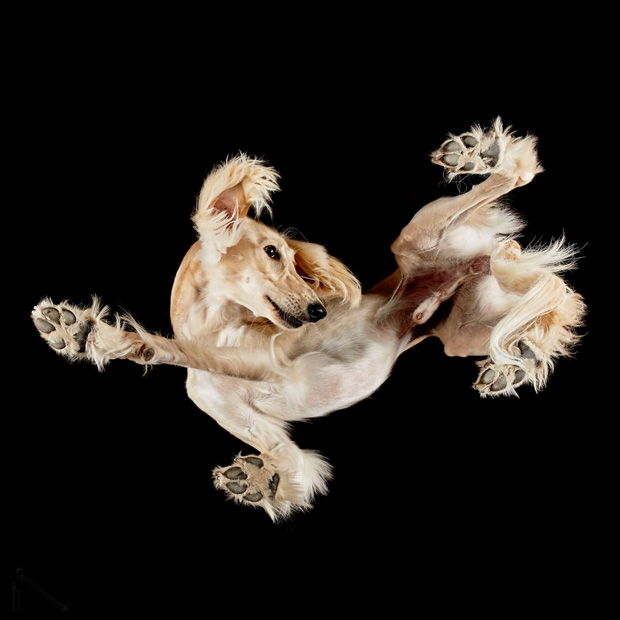FF_inspiratie_fotografie_dieren_van-onderen_04