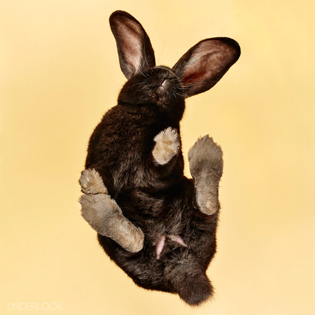 FF_inspiratie_fotografie_dieren_van-onderen_05