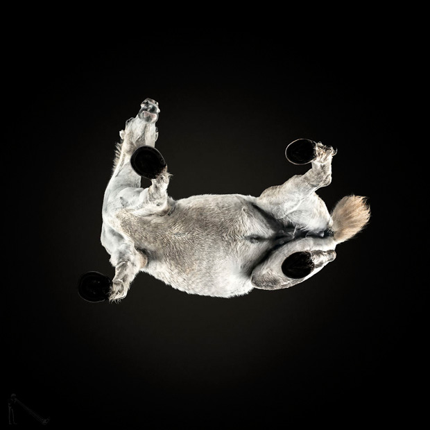 FF_inspiratie_fotografie_dieren_van-onderen_06