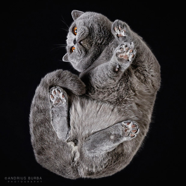 FF_inspiratie_fotografie_dieren_van-onderen_07