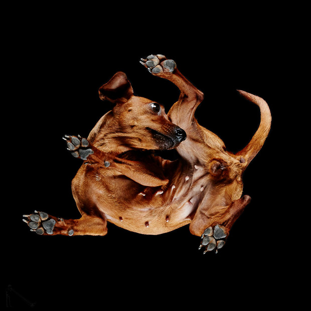 FF_inspiratie_fotografie_dieren_van-onderen_08