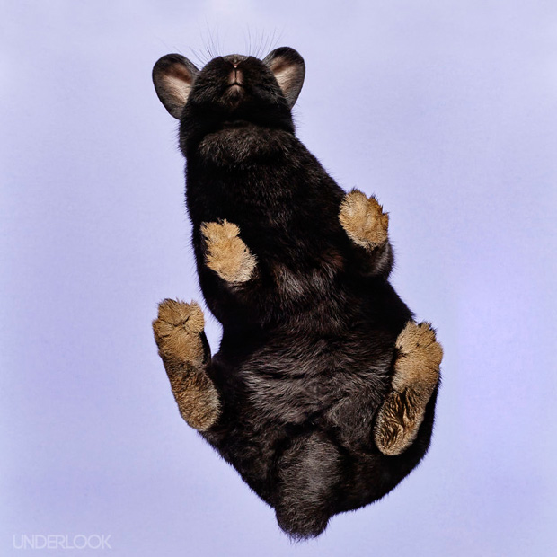 FF_inspiratie_fotografie_dieren_van-onderen_09