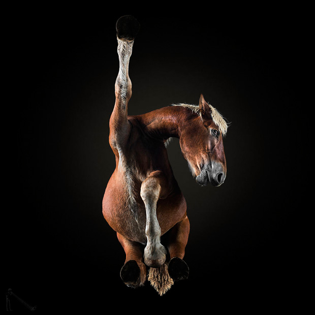 FF_inspiratie_fotografie_dieren_van-onderen_10